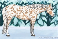 Horse Color:Silver Bay Splash Appaloosa 