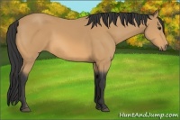 Horse Color:Buckskin Sabino Rabicano