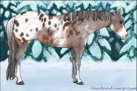 Horse Color:White Spotted Bay Appaloosa