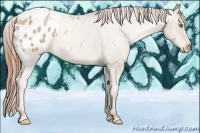 Horse Color:Smoky Black Pearl Appaloosa