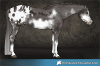 Horse Color:Liver Chestnut Sabino Splash Frame Appaloosa 