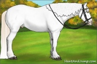Horse Color:Chestnut Pearl Appaloosa 