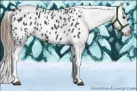 Horse Color:Smoky Black Tobiano Appaloosa