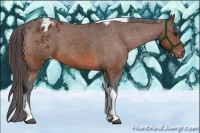 Horse Color:Bay Tobiano Appaloosa 