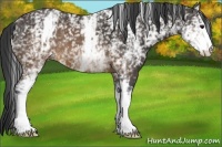 Horse Color:White Spotted Buckskin 