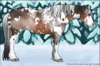 Horse Color:White Spotted Brown Sabino Rabicano