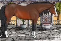 Horse Color:Bay Splash 