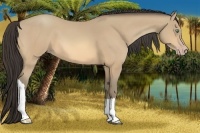 Horse Color:Amber Cream Champagne 