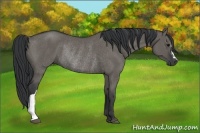 Horse Color:Grullo Rabicano 