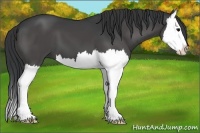 Horse Color:Black Splash 
