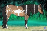 Horse Color:White Spotted Bay Dun