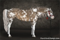 Horse Color:Chocolate Palomino Sabino 