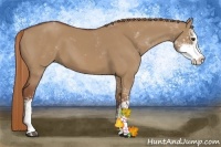 Horse Color:Red Dun Sabino