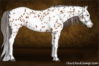 Horse Color:Bay Splash Appaloosa