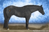 Horse Color:Black  Brindle