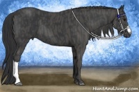 Horse Color:Black  Brindle
