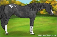 Horse Color:Black Appaloosa  Brindle