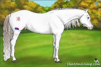 Horse Color:White Spotted Black Ice Splash Appaloosa  Brindle