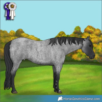 Horse Color:Blue Roan  Brindle