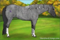 Horse Color:Blue Roan Brindle