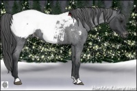 Horse Color:Blue Roan Varnish 