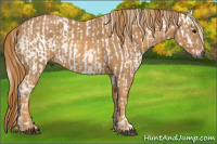 Horse Color:Gray Black  Brindle