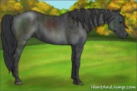 Horse Color:Black  Brindle