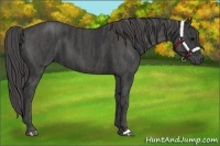 Horse Color:Black  Brindle