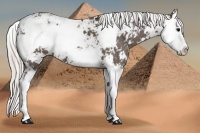 Horse Color:Silver Black Sabino Splash