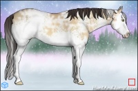 Horse Color:White Spotted Amber Champagne Ice Dun Splash 