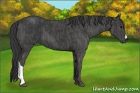Horse Color:Black  Brindle