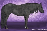 Horse Color:Black  Brindle