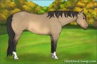 Horse Color:Buckskin Dun