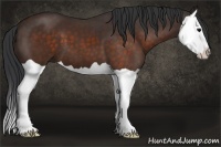 Horse Color:Brown Splash