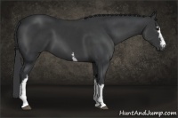 Horse Color:White Spotted Black 