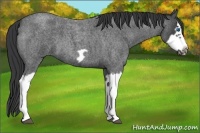 Horse Color:Blue Roan Splash Frame 
