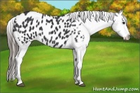 Horse Color:Black Appaloosa