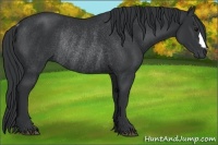 Horse Color:Black Rabicano 