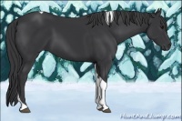 Horse Color:Black Tobiano