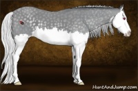 Horse Color:Silver Classic Champagne Chinchilla Splash