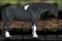 Horse Color:Black Tobiano 