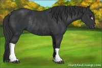 Horse Color:Black Rabicano 