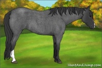 Horse Color:Blue Roan 
