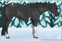 Horse Color:Black Tobiano