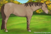 Horse Color:Classic Champagne 