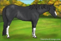 Horse Color:Black Rabicano 