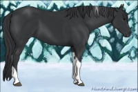 Horse Color:Black Tobiano 
