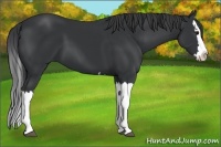 Horse Color:Black Splash 