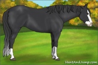 Horse Color:Black Splash 