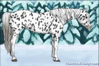 Horse Color:Black Appaloosa